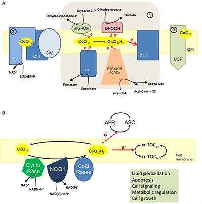 Coenzyme Q10 Supplementation in Aging and Disease
